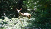 PICTURES/Swiftcurrent Pass Trail/t_Deer2.JPG